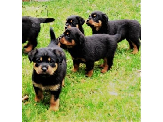 PoulaTo: Healthy male and female Rottweiler puppies  for adoption now